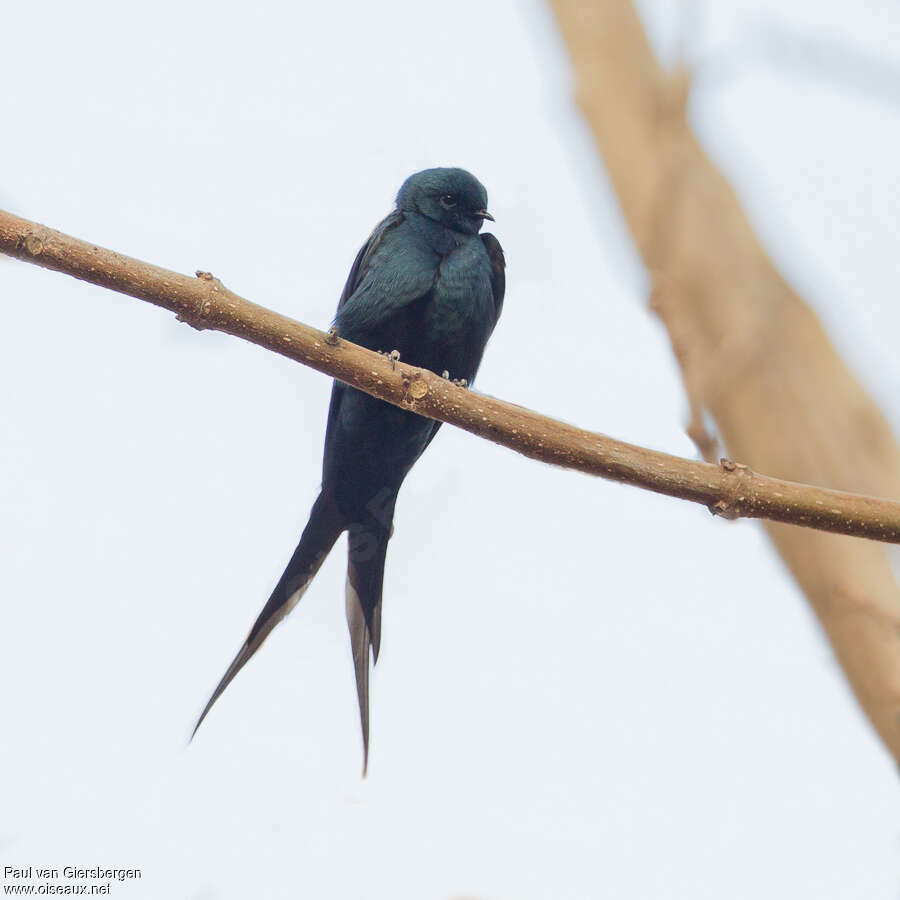 Hirondelle fantiadulte, identification