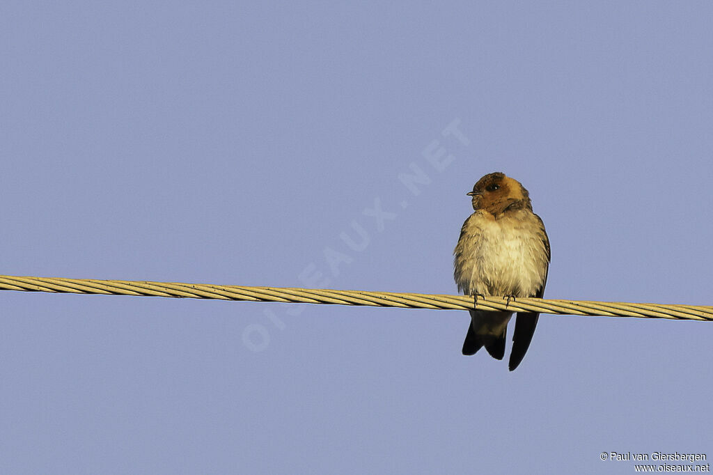 Tawny-headed Swallowadult