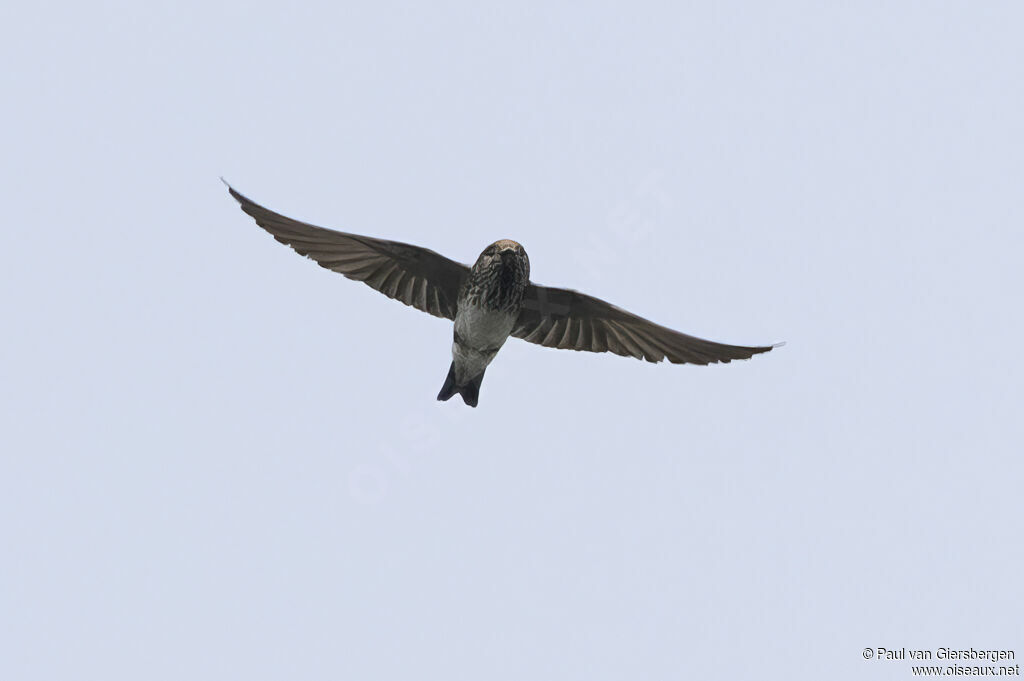 Streak-throated Swallow