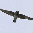 Hirondelle fluviatile