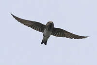Hirondelle fluviatile