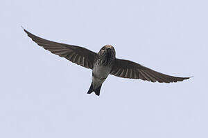 Hirondelle fluviatile