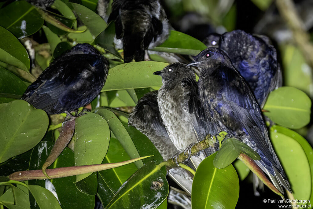 Southern Martin