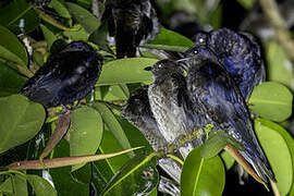 Southern Martin