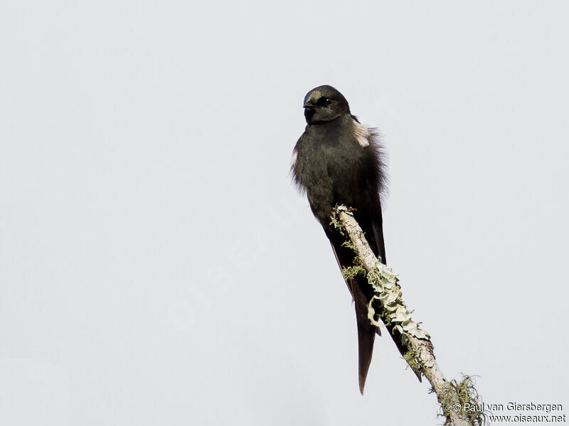 Black Saw-wing