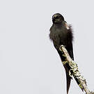 Hirondelle hérissée