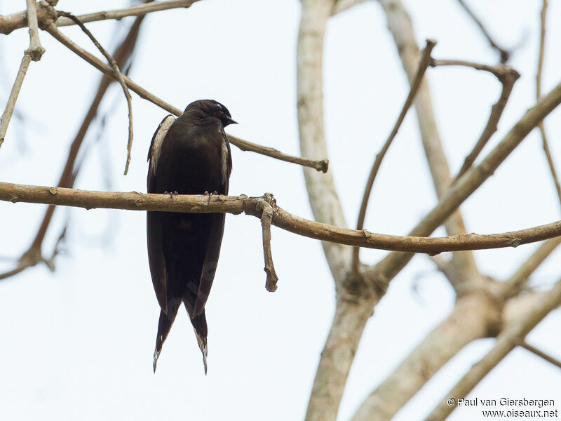 Hirondelle hérissée