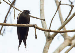 Black Saw-wing