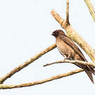 Hirondelle hérissée