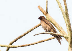 Black Saw-wing