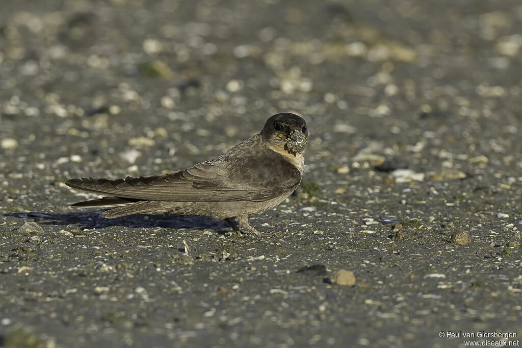 Hirondelle isabellineadulte