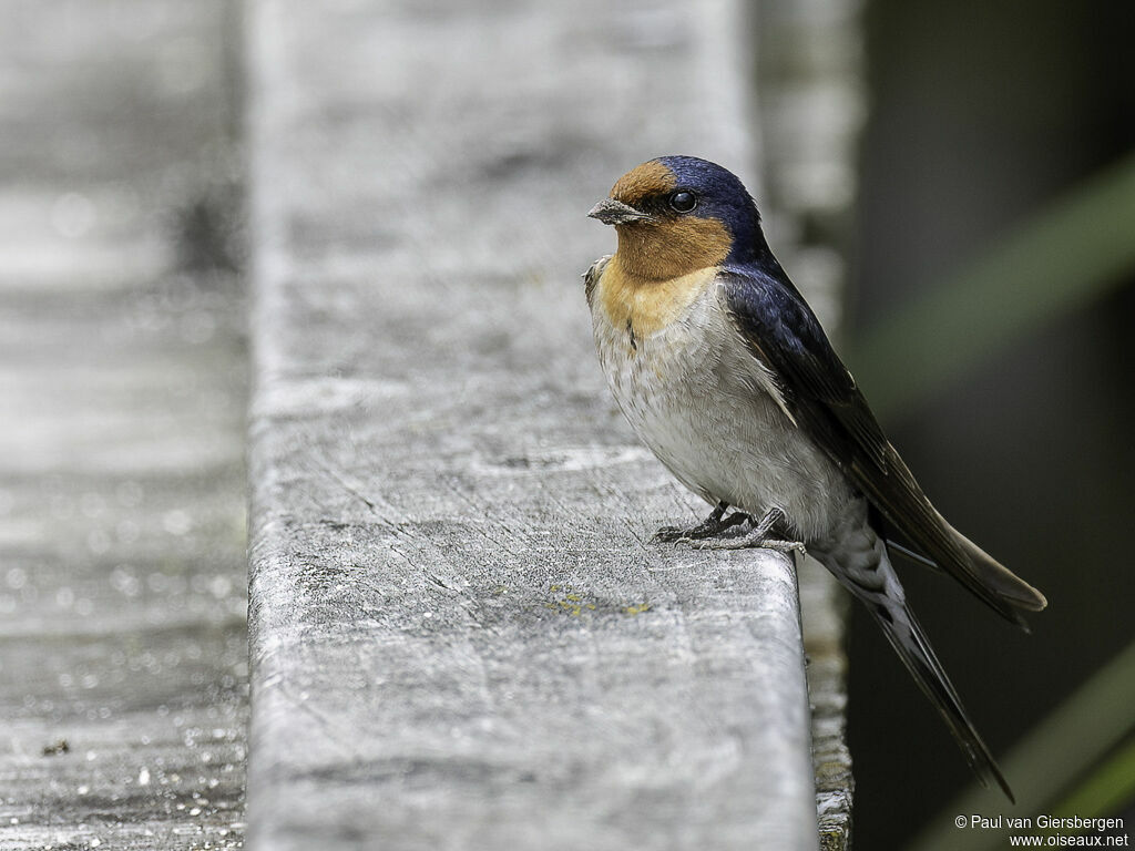 Hirondelle messagèreadulte