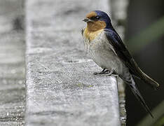 Welcome Swallow