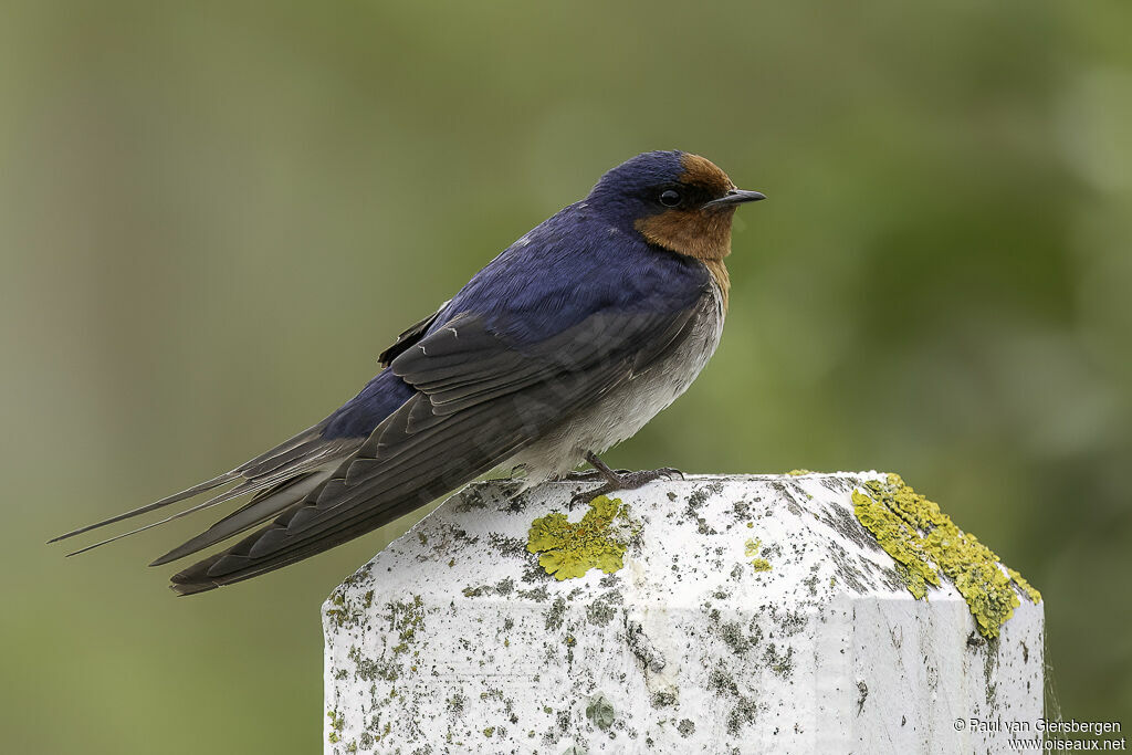 Hirondelle messagèreadulte