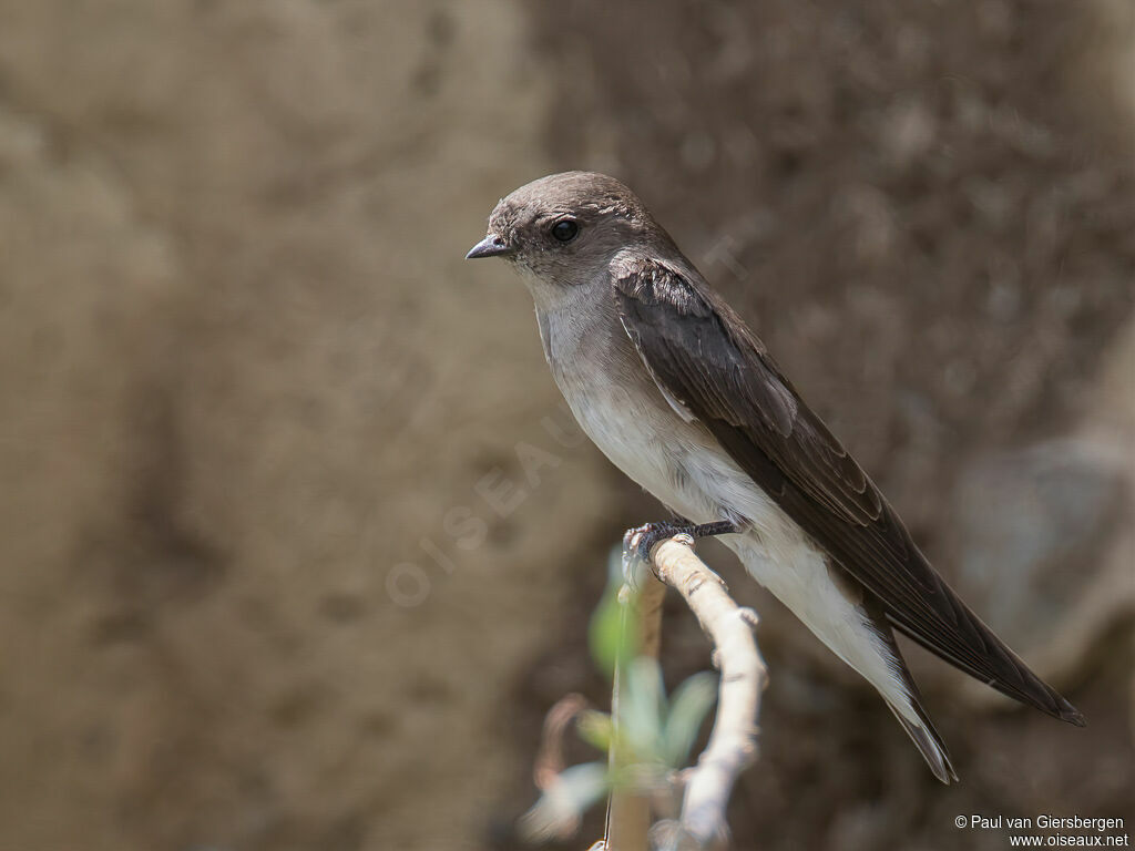 Hirondelle paludicoleadulte