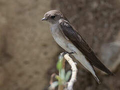 Brown-throated Martin