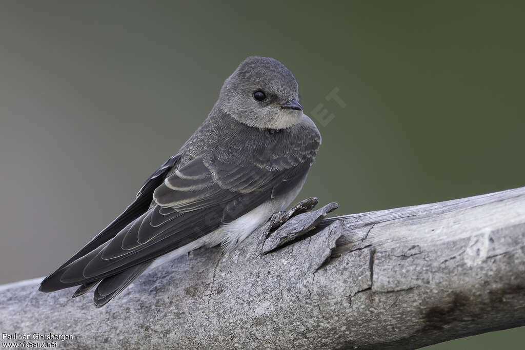 Hirondelle paludicoleadulte, identification