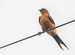 Red-rumped Swallow