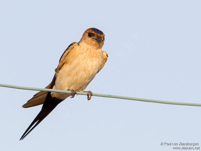 Red-rumped Swallowadult