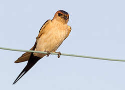 Red-rumped Swallow