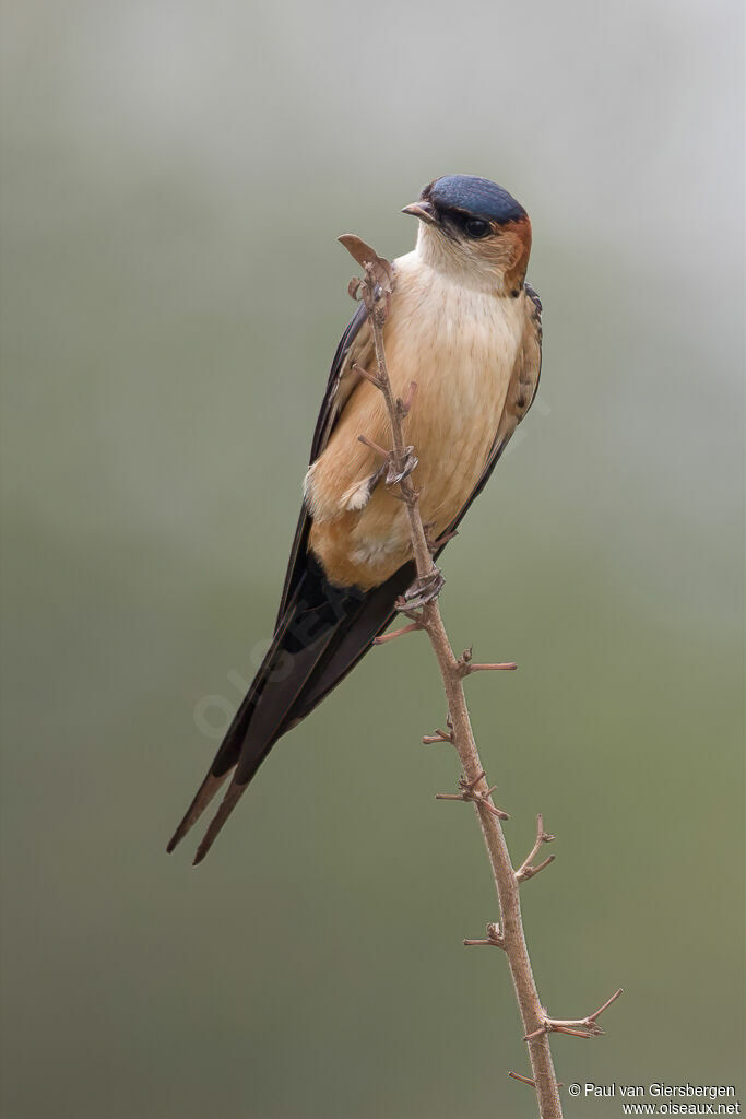 Red-rumped Swallowadult