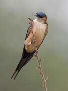 Red-rumped Swallow