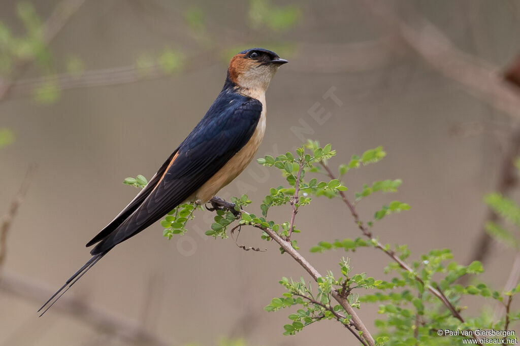 Red-rumped Swallowadult