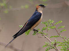 Red-rumped Swallow