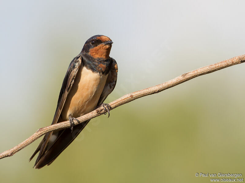 Barn Swallow