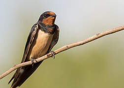 Barn Swallow