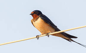 Barn Swallow