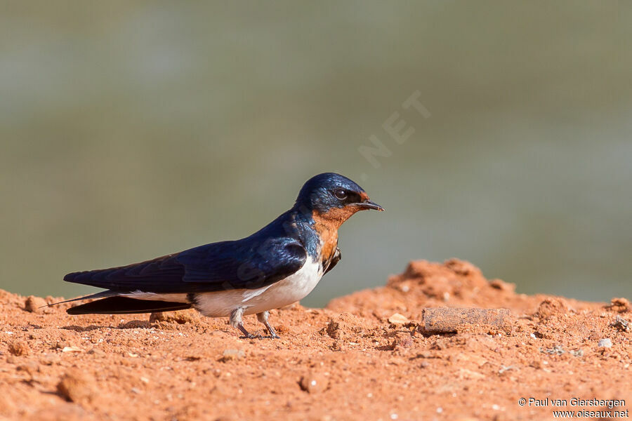 Barn Swallow