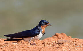 Barn Swallow