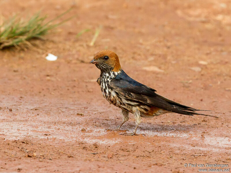 Lesser Striped Swallow