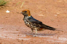 Lesser Striped Swallow