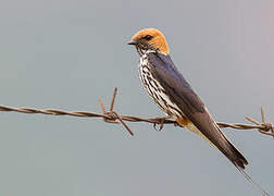 Lesser Striped Swallow