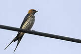 Hirondelle striée