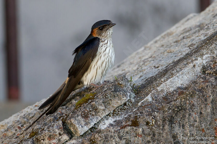 Striated Swallow