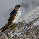 Hirondelle striolée