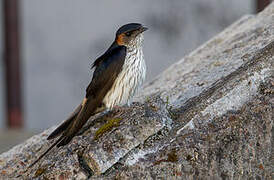 Striated Swallow