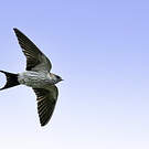 Hirondelle striolée