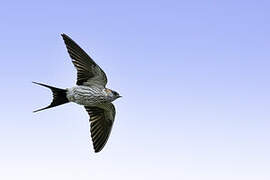 Striated Swallow