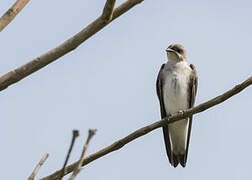 Brown-chested Martin