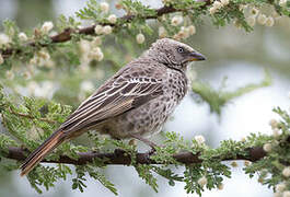 Rufous-tailed Weaver