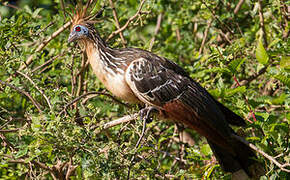 Hoatzin