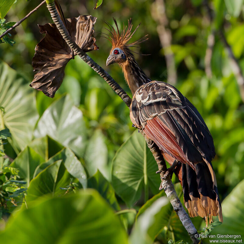 Hoatzin