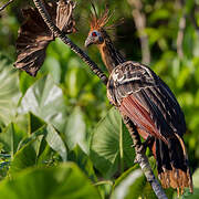 Hoatzin