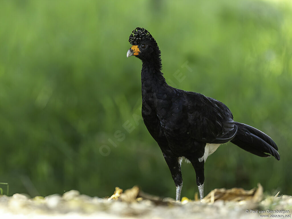 Black Curassowadult