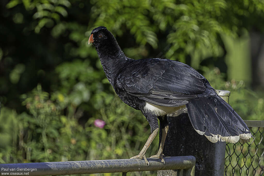 Salvin's Curassowadult