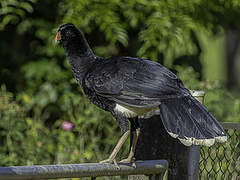 Salvin's Curassow